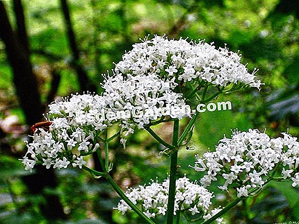 Valerian