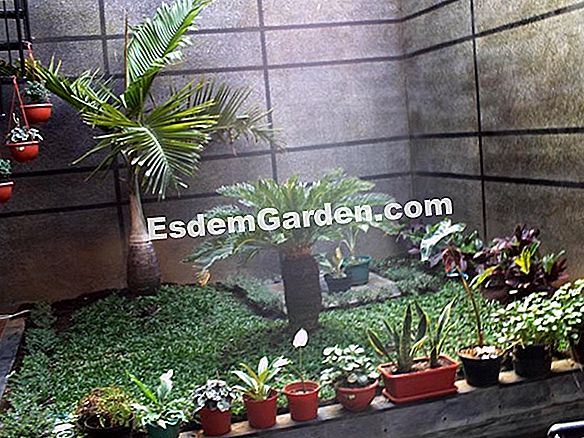 Taman dapur di permaculture di kalangan pengakap (06)