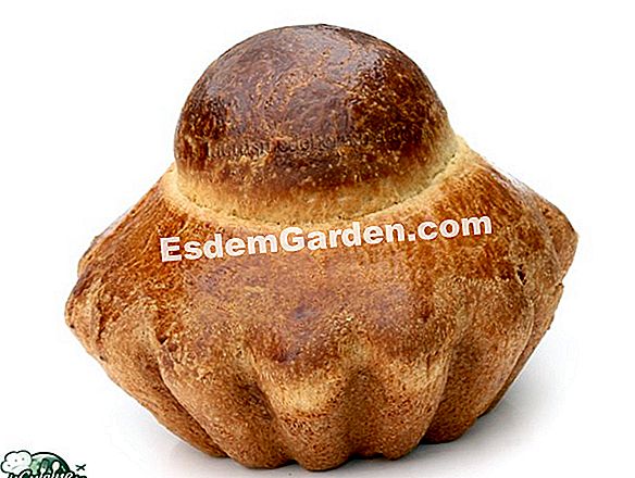 A brioche parisienne: resipi langkah demi langkah