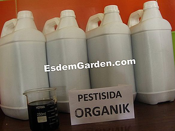 Pyrethrum pestisida alami untuk digunakan dengan hati-hati