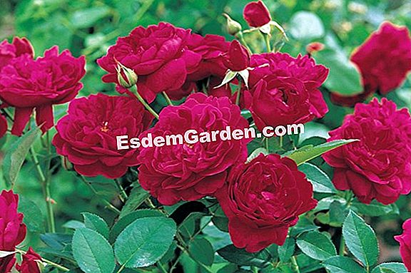 Rose bushes (Rosa): petua pemeliharaan dan penyelenggaraan