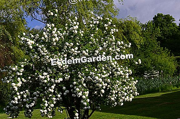 Viburnum air