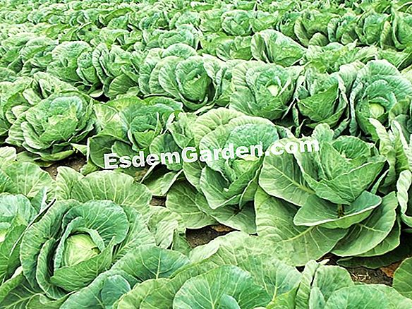Kubis broccoli tuai