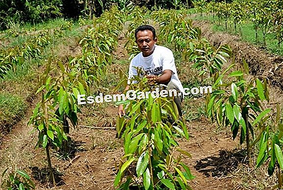Cara menyiram karton: nasihat dan kaedah