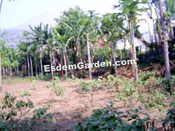 Lindungi Tanaman Kolam Di Musim Dingin Semua Tentang Berkebun Dan April Di Kebun Dapur