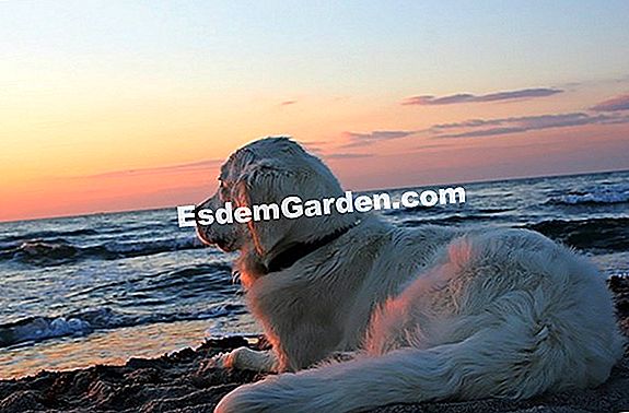 Fare sport con il tuo cane
