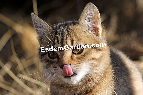 La dieta del gatto: Muzzle baffi difficili o fini?