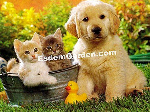 Animali domestici: trattare il gatto contro le pulci
