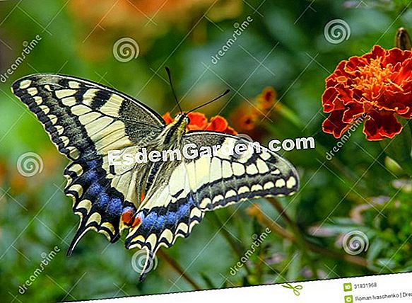Come Identificare Il Bruco Swallowtail Una Bella Farfalla Tutto Su