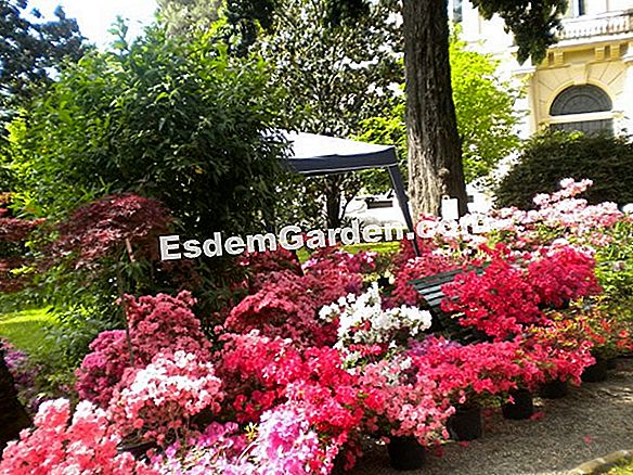 Rarità e collezioni in giardino: pelargoni, fichi e piante asiatiche
