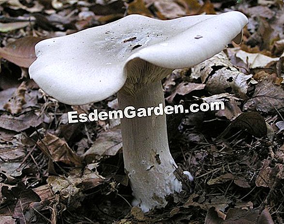 Clitocybe sbiancato (Clitocybe dealbata), fungo tossico