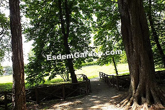 Trattamento invernale di alberi da frutto