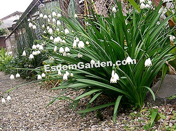 Pianta il meleager di fritillaria