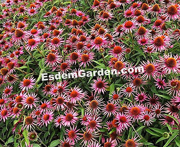 Echinacea, piante perenni d'estate