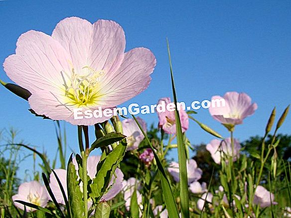 Enotera (Oenothera biennis)