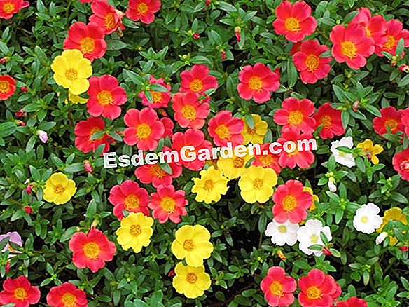 Semina la begonia semperflorens