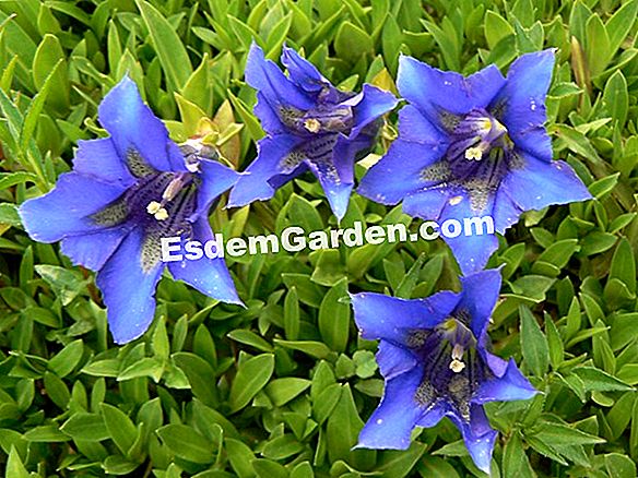Myosotis Caucaso con grandi cuori argentei