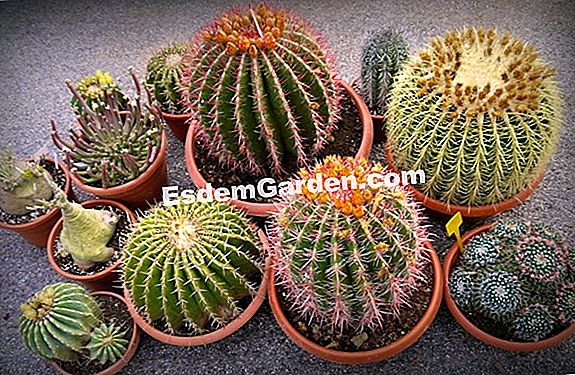 Irrigazione: fiori da guardare in estate