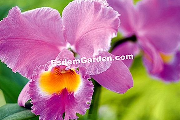 Orchidea Cattleya o corpino: in crescita, innaffiamento, fioritura