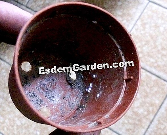 Rinvasare la begonia ninfea
