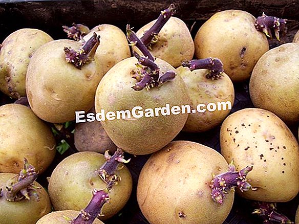 Semina i wallflowers nel terreno