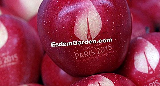 The Fruit Gardens of Laquenexy: i giardini dei piaceri gastronomici