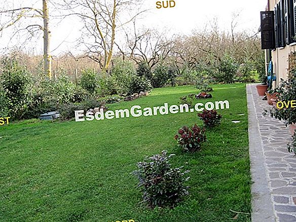 Il mio primo giardino: consigli per i giardinieri in fretta