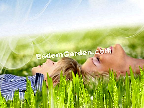 Semina e pianta il tuo giardino con la Luna