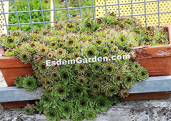 Cactus e succulenti minijardin
