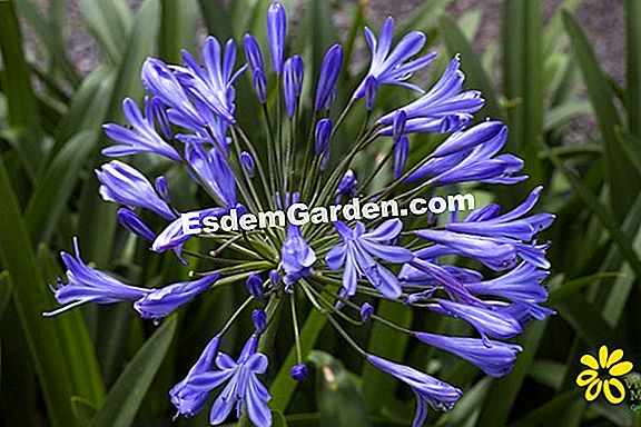 Agapanthus Africano, Tuberosa Blu, Africanus Dell'Agapanthus: Coltiva ?  Tutto Su Giardinaggio E Progettazione Di Giardini - 2023