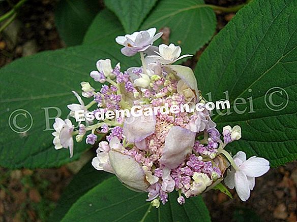 Hydrangea Pelosa Ortensia Ruvida Ortensia Ruvida Ortera Aspera 🌿 Tutto Su Giardinaggio E 4796