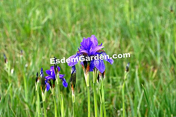 Iris reticolato