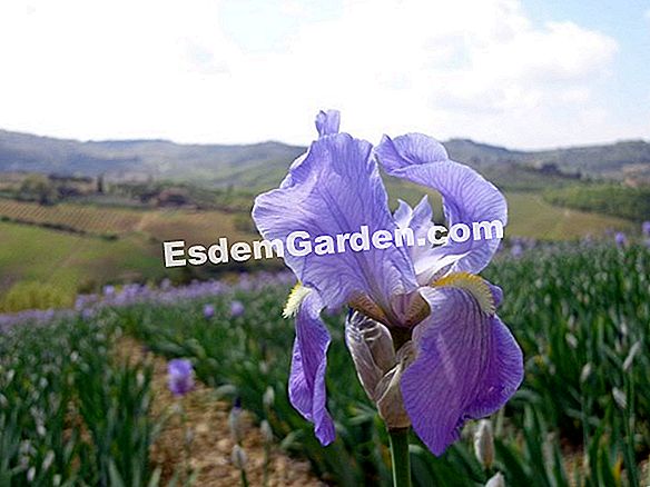 Iris rizoma, iride giardino, iris barbuto