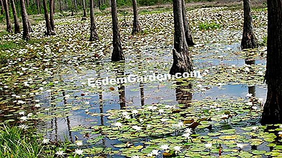 Palude Lily, Mangrove Lily, Giant Crinum