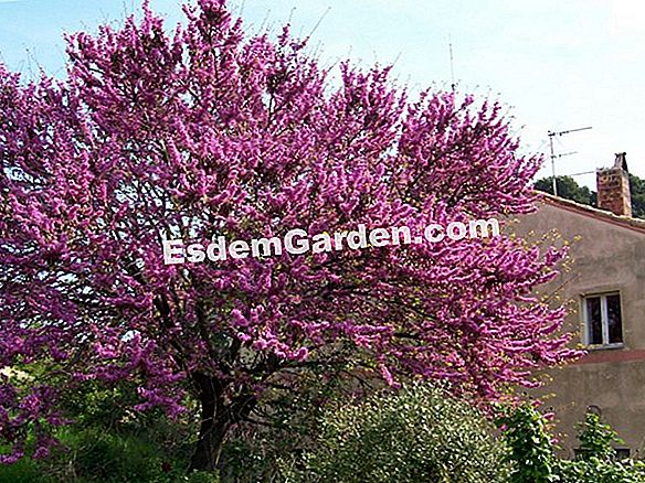 Albero di Giuda