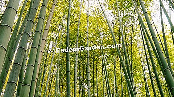 Quale varietà di bambù per il mio giardino? (P.2)