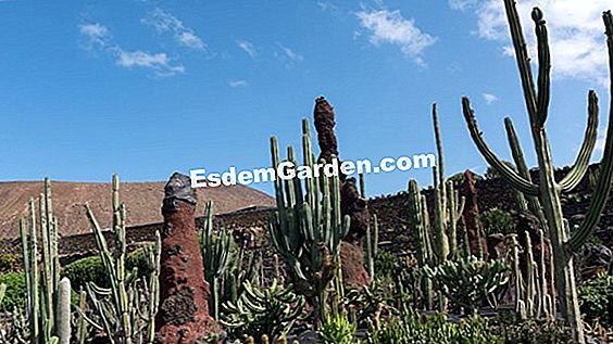 Il giardino dei cactus di Lanzarote