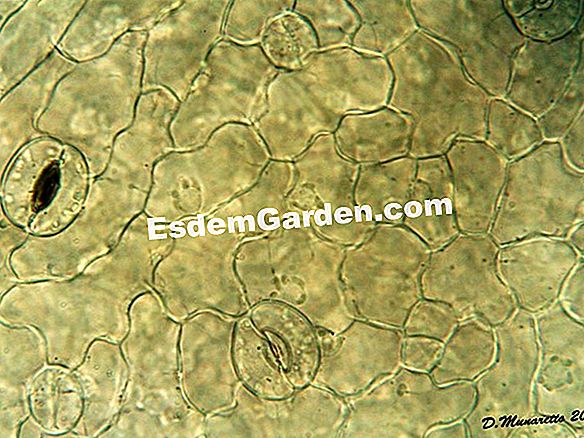 Terra di diatomea contro le lumache