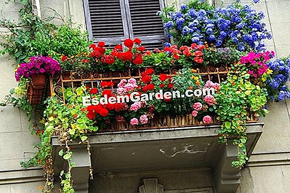 Balcone in estate: bel fogliame