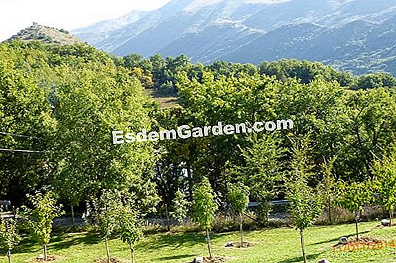 Pianta l'erba di San Giovanni