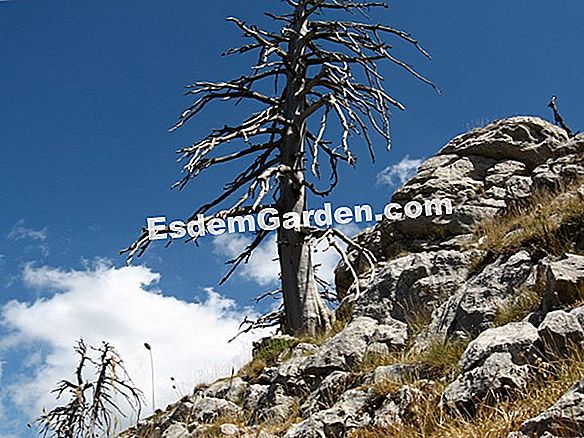 Pino uncinato (Pinus uncinata)