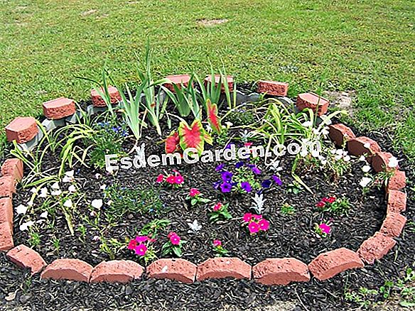 Decora il giardino con le conifere