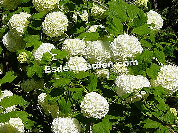 Viburnum tumbuhan