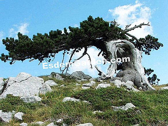 La cultura del pino marittimo (Pinus pinaster)