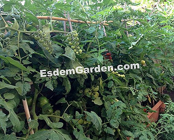 Buoni gesti in giardino: potatura degli alberi