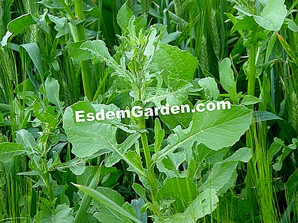 Germinazione della patata