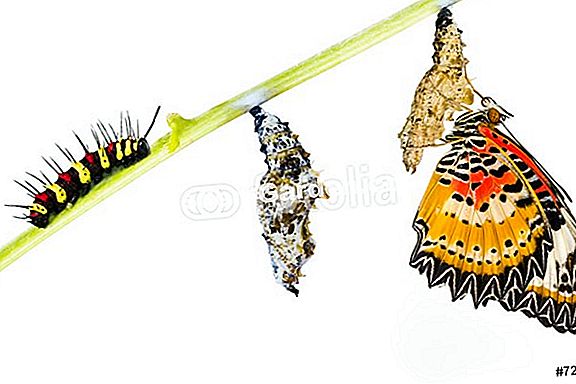 Il lacewing, un insetto ausiliario utile