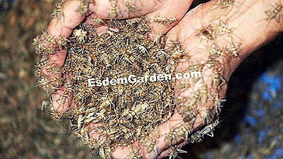 Can-O-Worms vermicompost: un îngrășământ organic datorită deșeurilor de bucătărie
