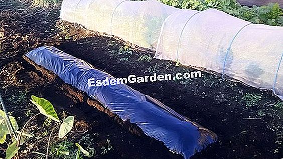 装飾用キャベツを植える