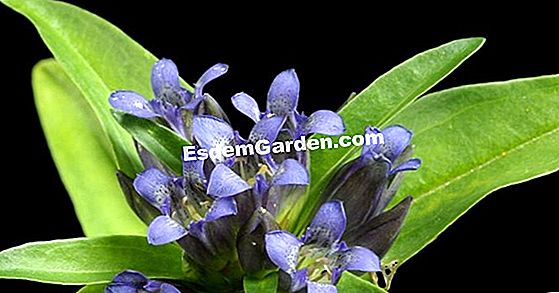 Gentian septemfida(Gentiana septemfida var lagodechiana)